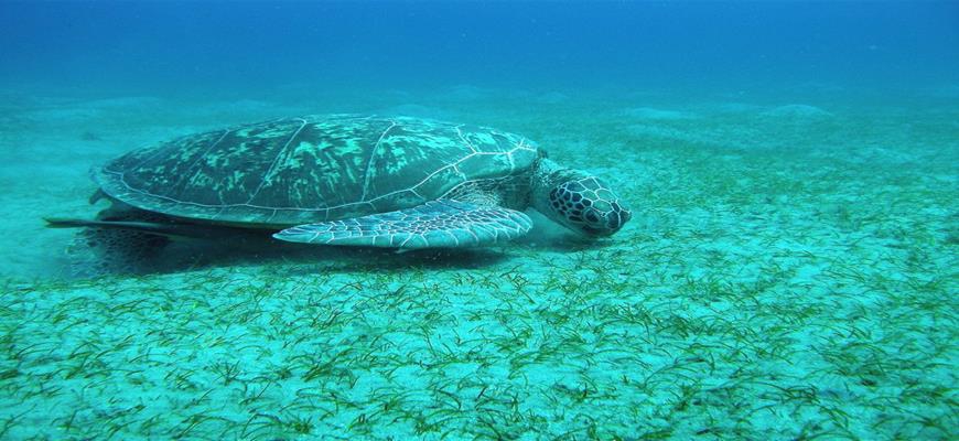 Egitto Mar Rosso, Marsa Alam - Malikia Abu Dabbab Beach Resort 2