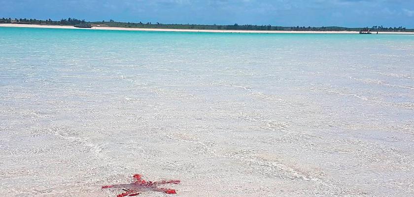 Kenya, Watamu - Life Resort Saint Thomas Royal Palm 1