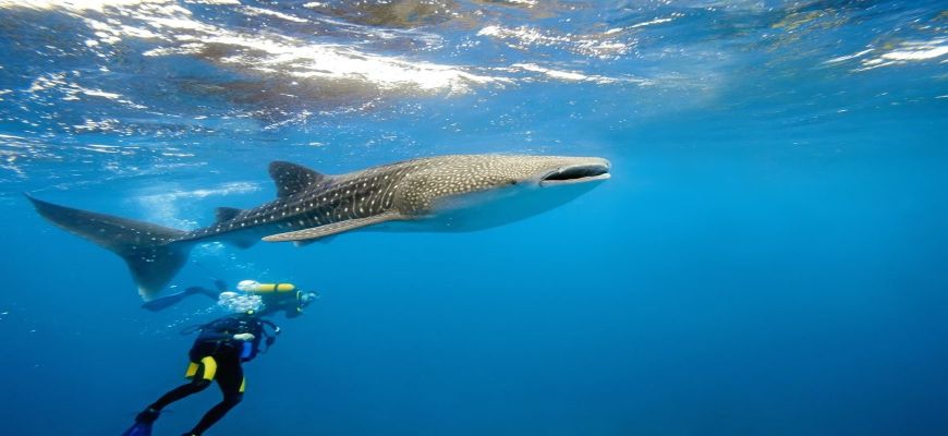 Maldive, Male - Veraresort Dhigufaru 4