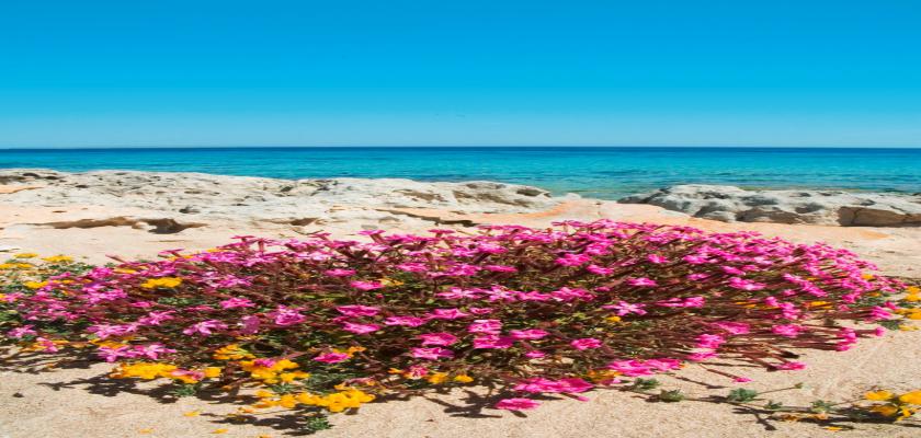 Spagna, Es Pujols - Appartamenti Grupo Paya Ii 1