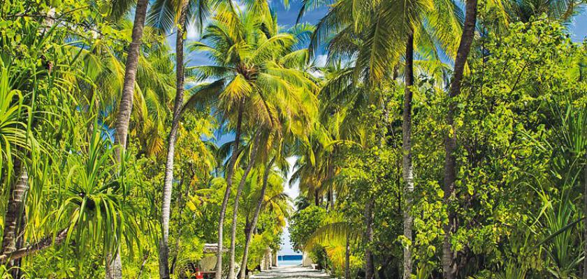 Maldive, Atollo di Ari Nord - Bravo Premium Maayafushi 1