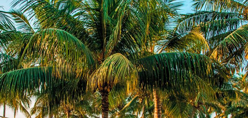 Dhofar, Salalah - Hilton Salalah Resort 2