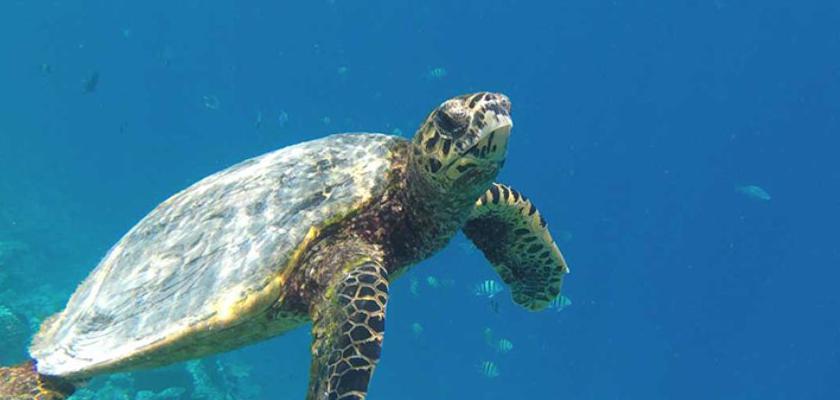 Maldive, Atollo di Baa - Kamadhoo Inn Guesthouse 4