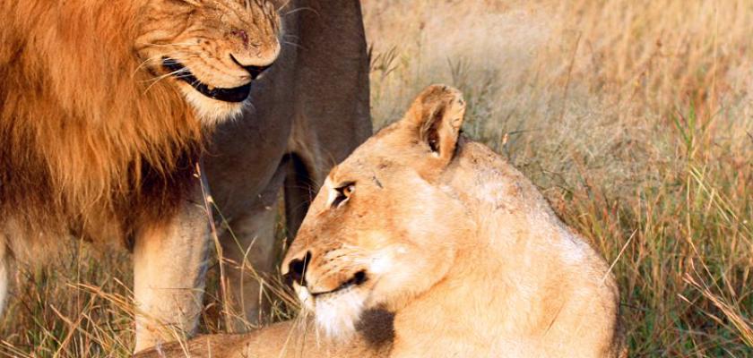 Tour Guidati, Sud Africa - Voyager South Africa 3
