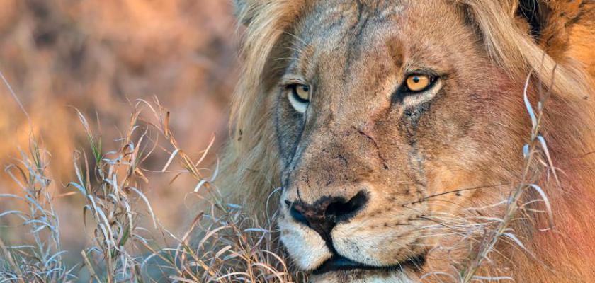 Tour Guidati, Sud Africa - Voyager South Africa 5