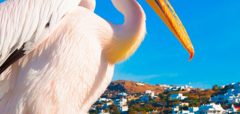Grecia, Isole Cicladi - Island Hopping 7 Giorni 4