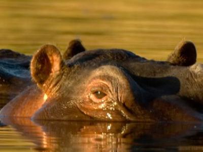 Sudafrica, Sudafrica - Voyager South Africa Bis