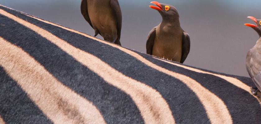 Sudafrica, Sudafrica - Voyager South Africa Bis 2