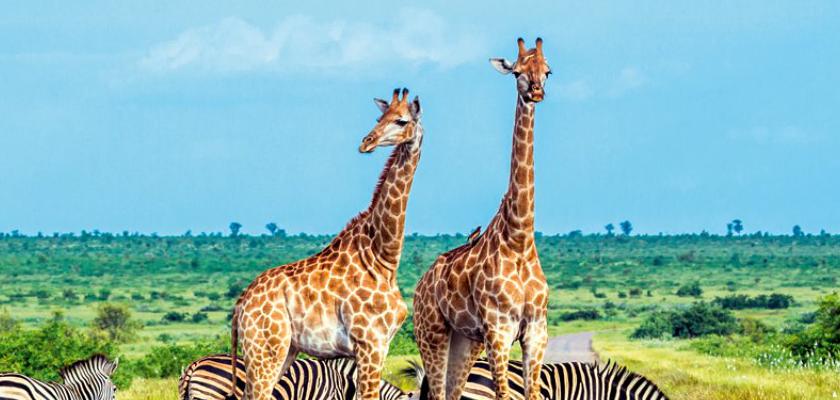 Sudafrica, Sudafrica - Voyager South Africa Bis 5