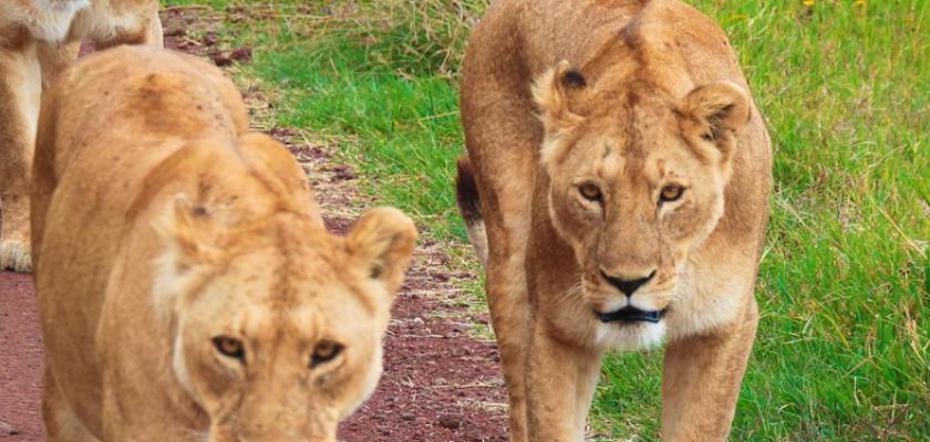 Kenya, Mombasa - Tamburi D'africa Con Accompagnatore 3