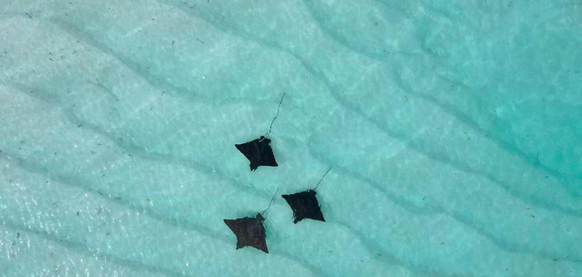 Maldive, Atollo di Baa - Isla Retreat Guesthouse 3